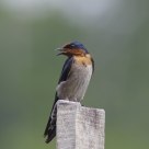 House Swallow